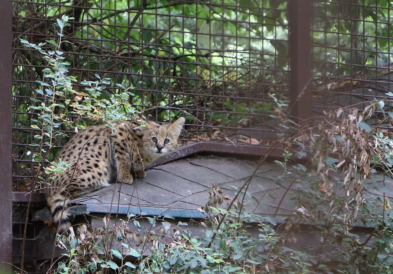 V Ostravě se  narodilo mládě ohroženého servala. Foto: ZOO Ostrava. V Ostravě se  narodilo mládě ohroženého servala. Foto: ZOO Ostrava.